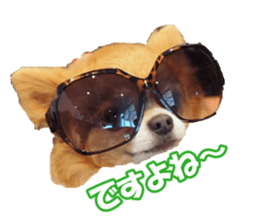 chihuahuaFan sticker #14187944