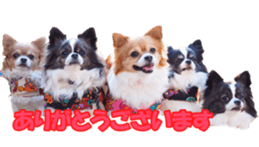 chihuahuaFan sticker #14187945