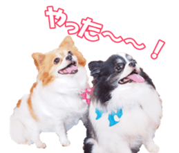 chihuahuaFan sticker #14187947