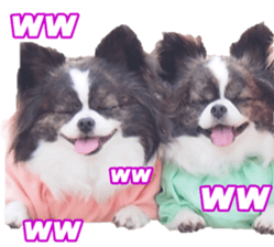 chihuahuaFan sticker #14187948