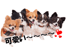 chihuahuaFan sticker #14187949