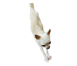 dog sakura sticker #14188383