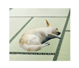 dog sakura sticker #14188386