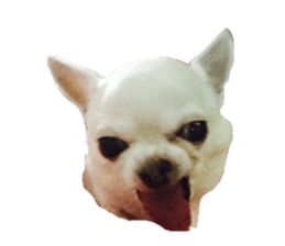 dog sakura sticker #14188387