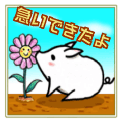 Cute little pig Shirochan Part.2