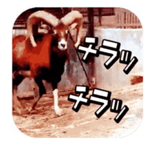 Very moving! Real animals! sticker #14189334