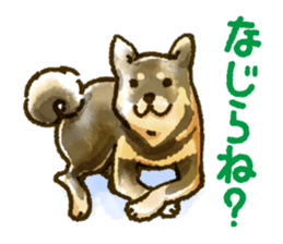 Niigata dialect speaking shibainu sticker #14189750