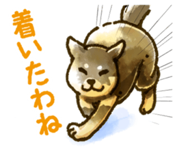 Niigata dialect speaking shibainu sticker #14189760