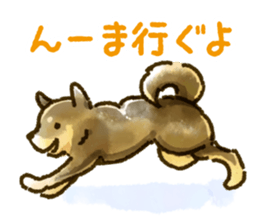 Niigata dialect speaking shibainu sticker #14189768
