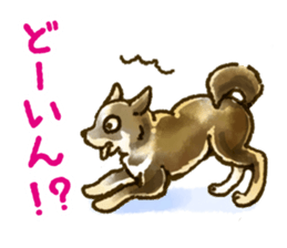 Niigata dialect speaking shibainu sticker #14189769