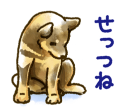 Niigata dialect speaking shibainu sticker #14189773