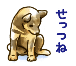 Niigata dialect speaking shibainu sticker #14189773