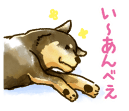 Niigata dialect speaking shibainu sticker #14189779