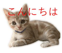 Kitten Sho-kun sticker #14197678
