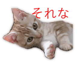 Kitten Sho-kun sticker #14197679