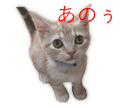 Kitten Sho-kun sticker #14197680