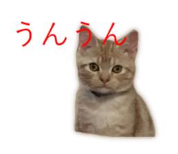Kitten Sho-kun sticker #14197681