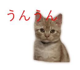 Kitten Sho-kun sticker #14197681