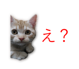 Kitten Sho-kun sticker #14197682