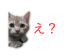 Kitten Sho-kun sticker #14197682