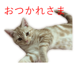 Kitten Sho-kun sticker #14197683