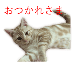 Kitten Sho-kun sticker #14197683