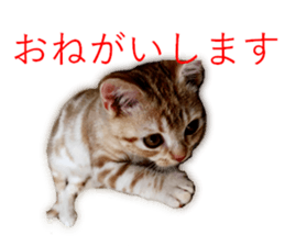 Kitten Sho-kun sticker #14197684