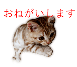 Kitten Sho-kun sticker #14197684