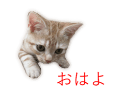 Kitten Sho-kun sticker #14197685