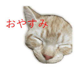 Kitten Sho-kun sticker #14197686