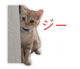 Kitten Sho-kun sticker #14197689