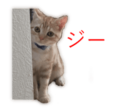 Kitten Sho-kun sticker #14197689