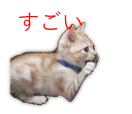 Kitten Sho-kun sticker #14197690