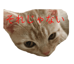 Kitten Sho-kun sticker #14197691