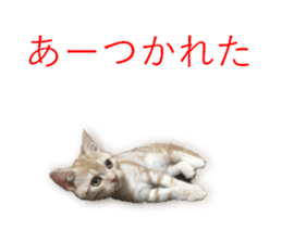 Kitten Sho-kun sticker #14197692