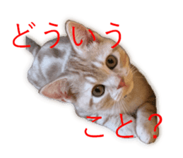 Kitten Sho-kun sticker #14197693