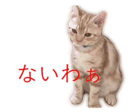 Kitten Sho-kun sticker #14197694