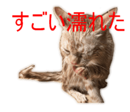 Kitten Sho-kun sticker #14197696