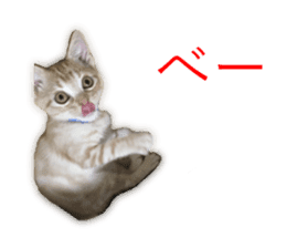 Kitten Sho-kun sticker #14197697