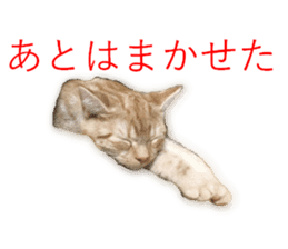 Kitten Sho-kun sticker #14197698