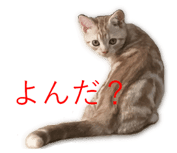 Kitten Sho-kun sticker #14197699