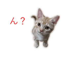 Kitten Sho-kun sticker #14197700
