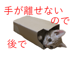 Kitten Sho-kun sticker #14197701