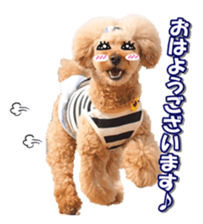 Lingurifan sticker #14199262