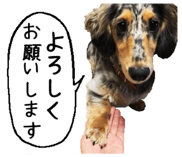 Shisyamo is my family. sticker #14201550