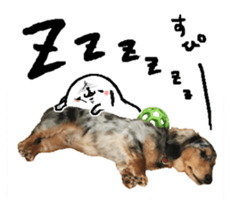 Shisyamo is my family. sticker #14201552