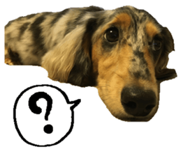 Shisyamo is my family. sticker #14201553