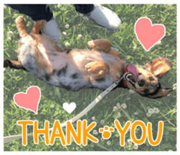 Shisyamo is my family. sticker #14201554