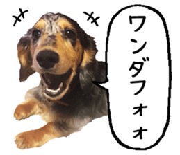 Shisyamo is my family. sticker #14201556