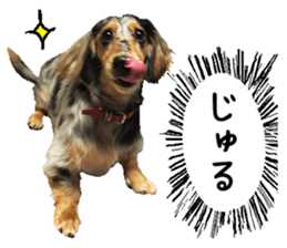 Shisyamo is my family. sticker #14201557